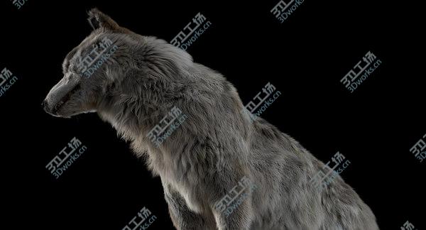 images/goods_img/20210312/White Wolf (Fur) (Rigged) 3D model/5.jpg